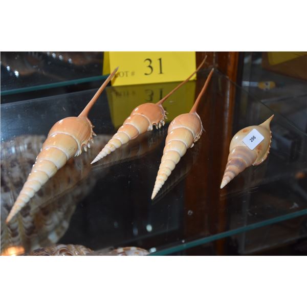 LONG TIBIA FUSUS SHELLS (10