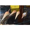 Image 1 : LONG TIBIA FUSUS SHELLS (10" X 9" X 8 1/2" & 4 1/2") (4 PCS)