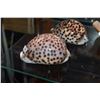 Image 2 : 4 1/2" WHITE TIGER COWRIES (CYPRACEATIGRIS) (2 PCS)