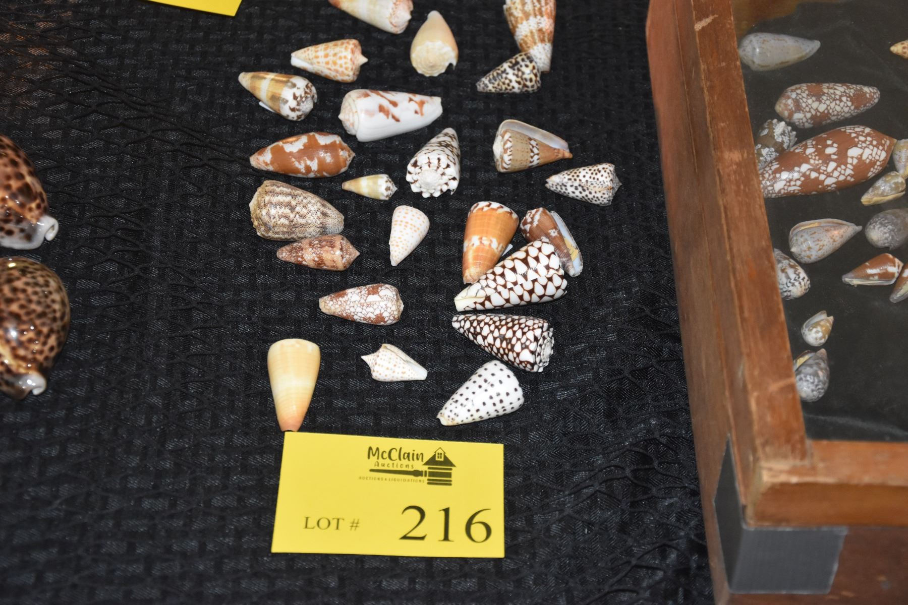 COLLECTION OF CONE SHELLS (24 PCS)