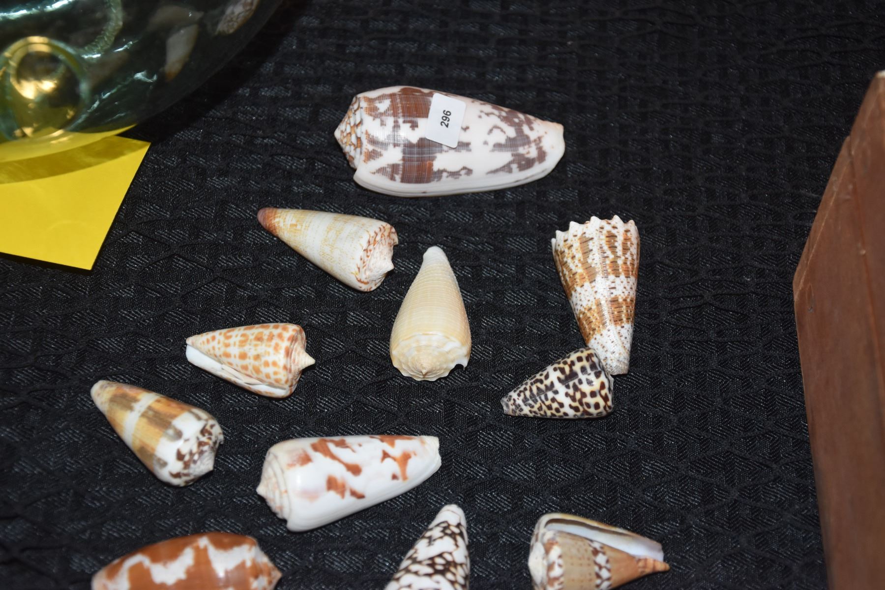 Cone Shell Label COLLECTION OF CONE SHELLS (24 PCS)