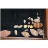 Image 2 : COLLECTION OF ASSORTED SHELLS: SCAPHELLA JUNONIA, CONE SHELLS, COWRIES, ETC. (36 PCS)