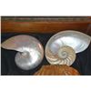 Image 2 : PEARL NAUTILUS SHELLS & MONKEYPOD SHELL SHAPED BOX (4 PCS)