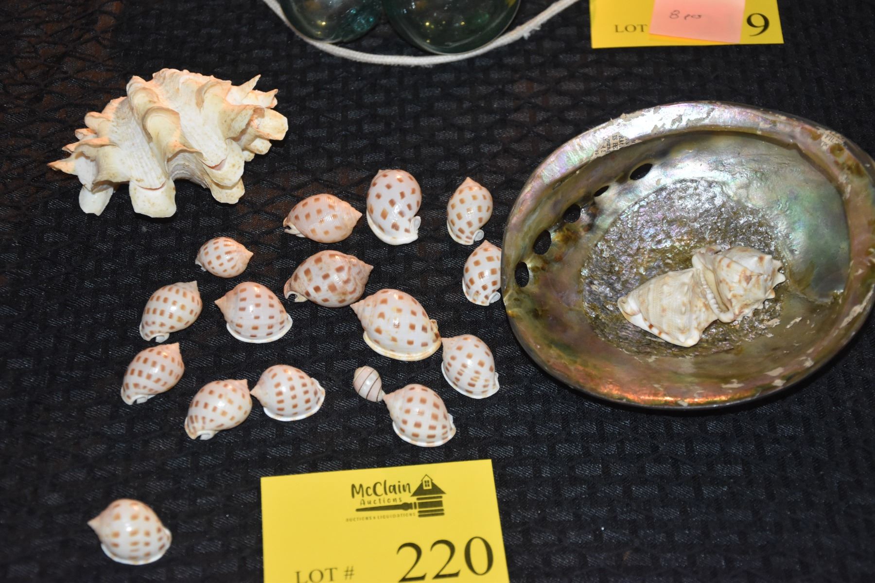 Used Shells COLLECTION OF SHELLS (20 PCS)