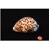 Image 2 : HAWAIIAN TIGER COWRIE(5")