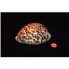 Image 2 : HAWAIIAN TIGER COWRIE (5")