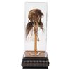 Image 1 : A Jungle Cruise Shrunken Head Prop.