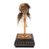 Image 2 : A Jungle Cruise Shrunken Head Prop.