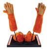 Image 2 : A Pair of Brer Fox Character Costume Hands & Feet.