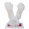 Image 2 : Disneyland White Rabbit Disney Character Hands & Tail.