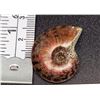 Image 1 : NATURAL AMMONITE FOSSIL SPECIMEN,