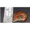 Image 2 : NATURAL AMMONITE FOSSIL SPECIMEN,