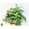 Image 1 : 13X13 IN ARTIFICIAL PLANT IN CERAMIC POT