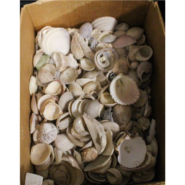 BOX OF VARIOUS SEA SHELLS