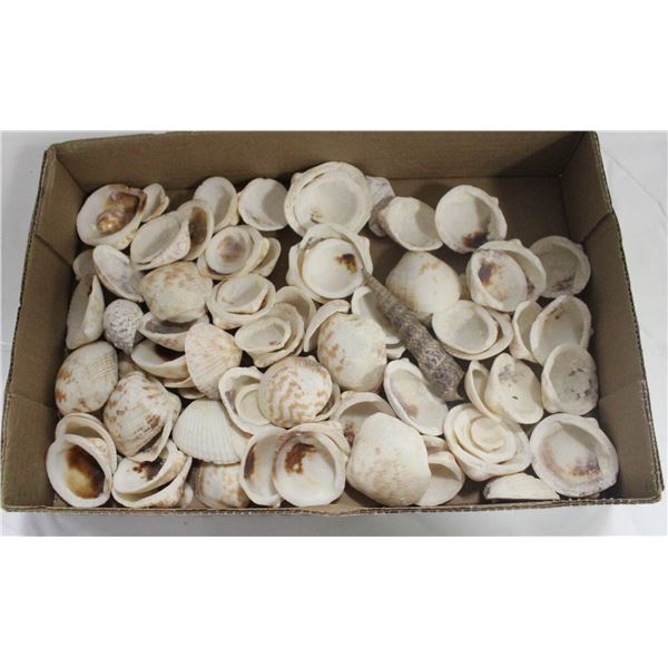 BOX FULL OF SEA SHELLS