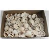 Image 1 : BOX FULL OF SEA SHELLS