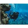Image 3 : Morning Two Tank Dive for Two on the Kona Coast