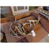 Image 1 : Deer Antler Sheds