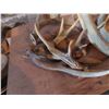 Image 2 : Deer Antler Sheds