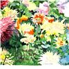 Image 2 : Perla Fox "Dahlias" Limited Edition Serigraph On Paper