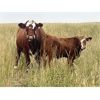 Image 2 : KGM Welding Ltd. - 620# Steer Calves - 65 Head (Sibbald, AB)
