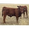 Image 3 : KGM Welding Ltd. - 620# Steer Calves - 65 Head (Sibbald, AB)