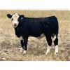 Image 5 : KGM Welding Ltd. - 620# Steer Calves - 65 Head (Sibbald, AB)