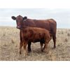 Image 5 : KGM Welding Ltd. - 570# Heifer Calves - 70 Head (Sibbald, AB)