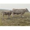 Image 2 : Perry Tanaschyk - 590# Steer Calves - 90 Head (Hemaruka, AB)