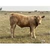 Image 3 : Perry Tanaschyk - 590# Steer Calves - 90 Head (Hemaruka, AB)