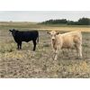 Image 5 : Peacock Farms - 610# Steer Calves - 70 Head (South of Chinook, AB)
