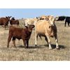 Image 2 : Crisp Ranches - 440# Steer Calves - 85 Head (Veteran, AB)