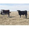Image 3 : Crisp Ranches - 440# Steer Calves - 85 Head (Veteran, AB)