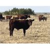 Image 4 : Crisp Ranches - 440# Steer Calves - 85 Head (Veteran, AB)