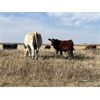 Image 5 : Crisp Ranches - 440# Steer Calves - 85 Head (Veteran, AB)