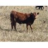 Image 6 : Crisp Ranches - 440# Steer Calves - 85 Head (Veteran, AB)