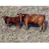 Image 3 : K Griffith Ranching - 575# Steer Calves - 30 Head (Delia, AB)