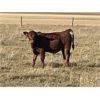 Image 5 : K Griffith Ranching - 575# Steer Calves - 30 Head (Delia, AB)