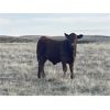 Image 6 : K Griffith Ranching - 575# Steer Calves - 30 Head (Delia, AB)