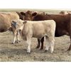 Image 4 : Kruppi Ranch - 570# Steer Calves - 85 Head (Hemaruka, AB)