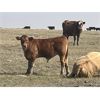 Image 3 : Dar-Lin Ranching - 460# Steer Calves - 115 Head (Big Stone, AB)