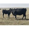 Image 4 : Dar-Lin Ranching - 460# Steer Calves - 115 Head (Big Stone, AB)