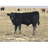 Image 5 : Dar-Lin Ranching - 460# Steer Calves - 115 Head (Big Stone, AB)