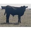 Image 6 : Dar-Lin Ranching - 460# Steer Calves - 115 Head (Big Stone, AB)