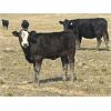 Image 2 : Dar-Lin Ranching - 500# Heifer Calves - 110 Head (Big Stone, AB)
