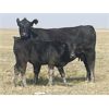 Image 4 : Dar-Lin Ranching - 500# Heifer Calves - 110 Head (Big Stone, AB)