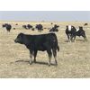 Image 5 : Dar-Lin Ranching - 500# Heifer Calves - 110 Head (Big Stone, AB)