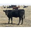 Image 6 : Dar-Lin Ranching - 500# Heifer Calves - 110 Head (Big Stone, AB)