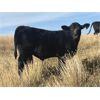 Image 3 : J Anchor J - 580# Steer Calves - 105 Head (Consort, AB) VBP+