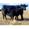 Image 4 : J Anchor J - 580# Steer Calves - 105 Head (Consort, AB) VBP+